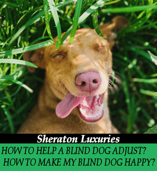 How-to-help-a-blind-dog-to-adjust?