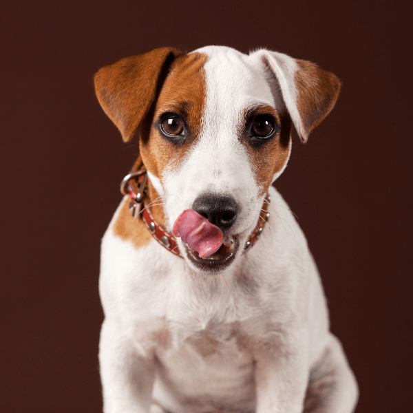 Tuna Melt Lick Mat for Dogs