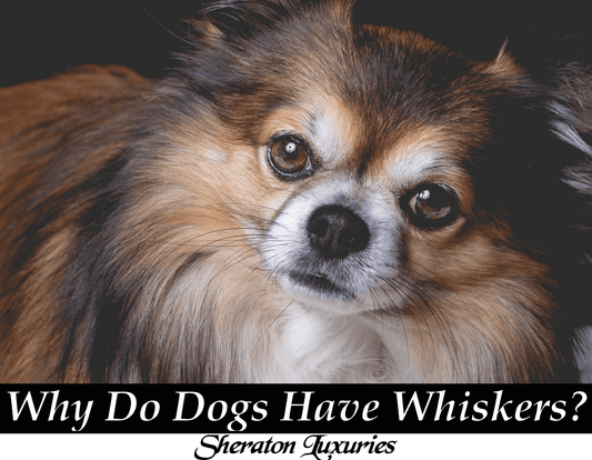 Why Do Dogs Have Whiskers?