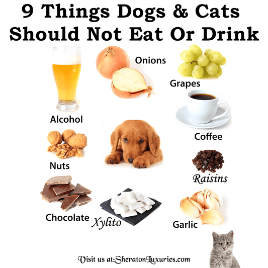 What 9 Human Foods & Drinks Cats Can't Eat?