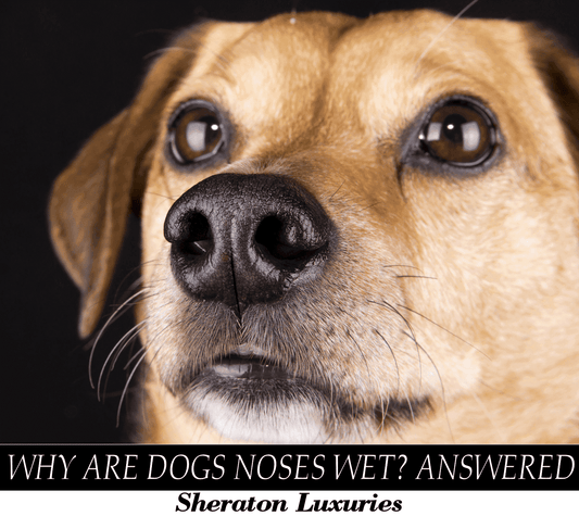 Why Are Dogs Noses Wet? Explore The Top Reasons