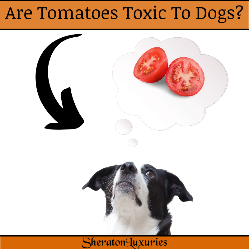 Dogs have tomatoes best sale