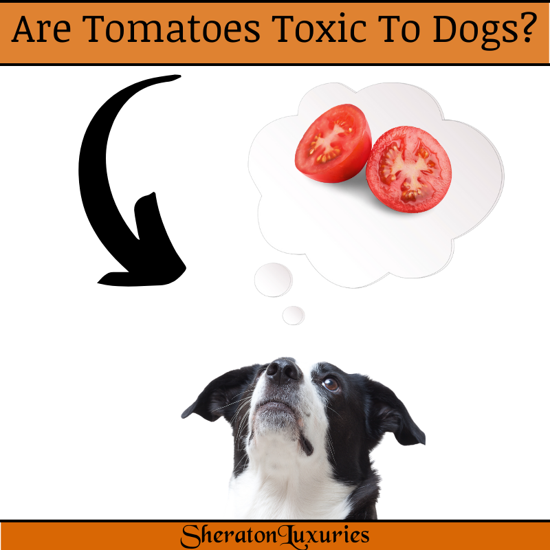 Are tomatoes ok for dogs hot sale