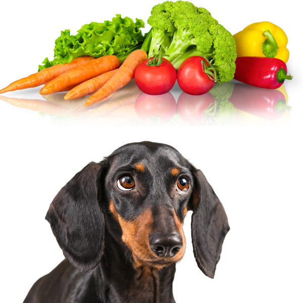 What vegetables can sales dogs not eat