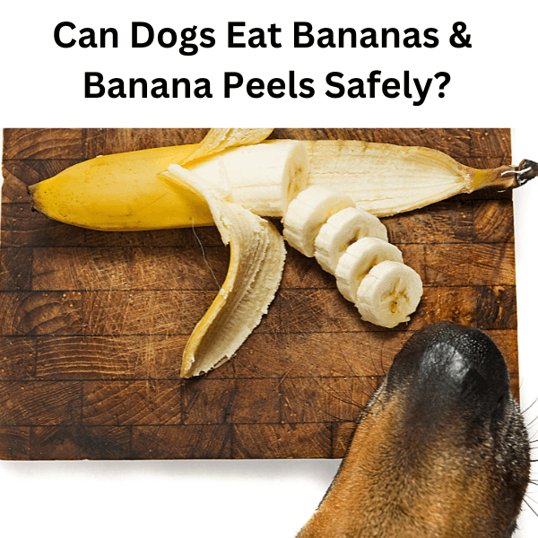 Dog ate banana sales peel