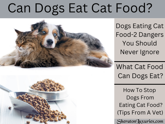 Can Dogs Eat Cat Food? 2 Dangers You Should Never Ignore