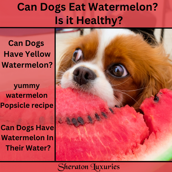 Can i feed my dog watermelon hot sale