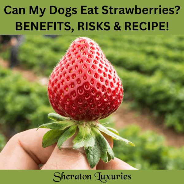 how many strawberries can a puppy eat