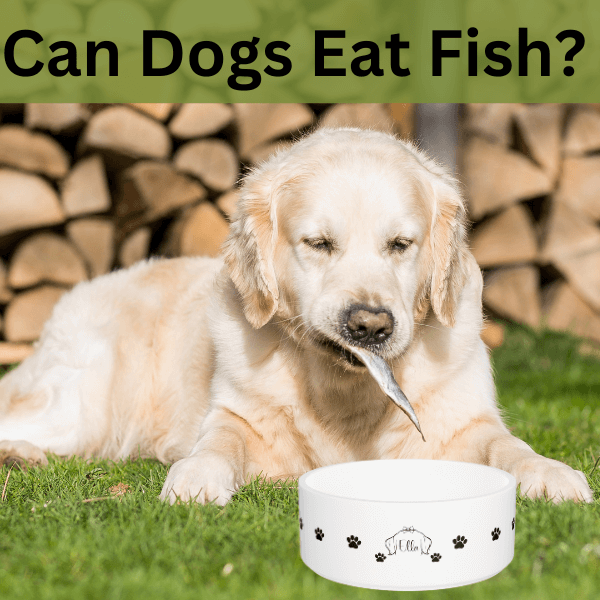 Dog eating fish deals food