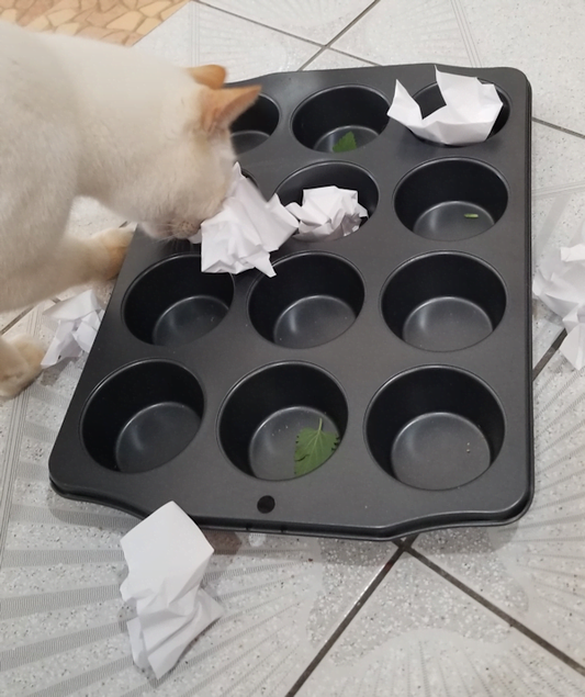 Fun Game Cats Can Play With Catnip or Cat Treats