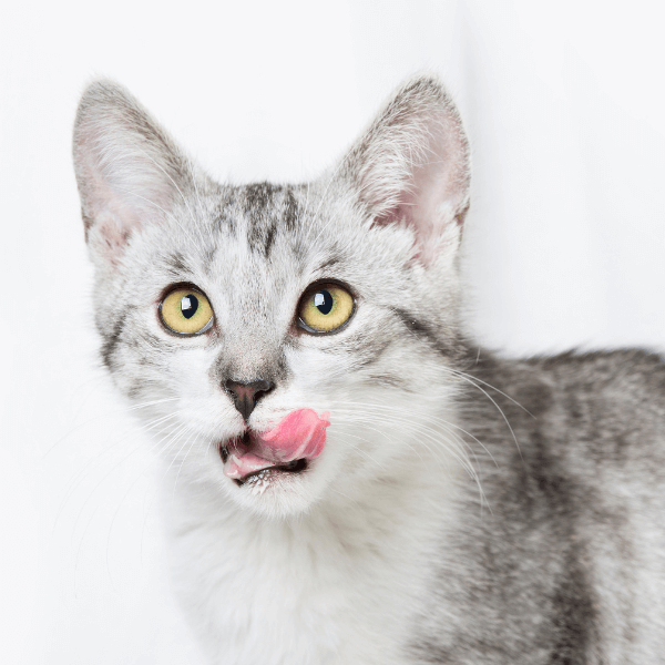 5 Lick Mat Cat Treats Recipes & How to Transform Your Cat's Mealtime – Fera  Pet Organics