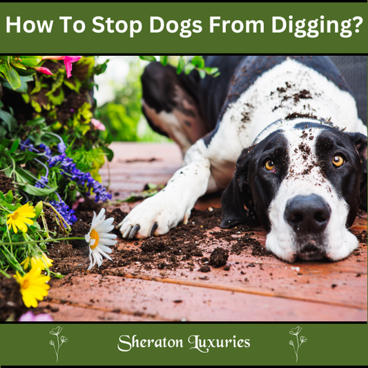 How To Stop Dogs From Digging?
