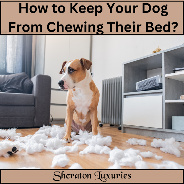 How to Keep Your Dog from Chewing Their Bed Sheraton Luxuries