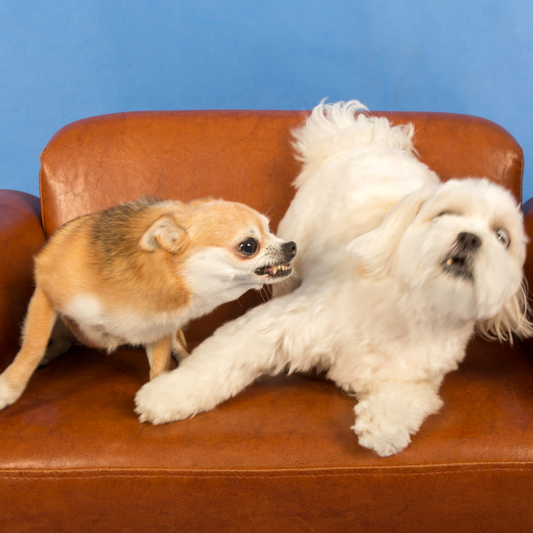 How To Stop My Dog From Bullying My Other Dog- Put An End To Doggy Drama