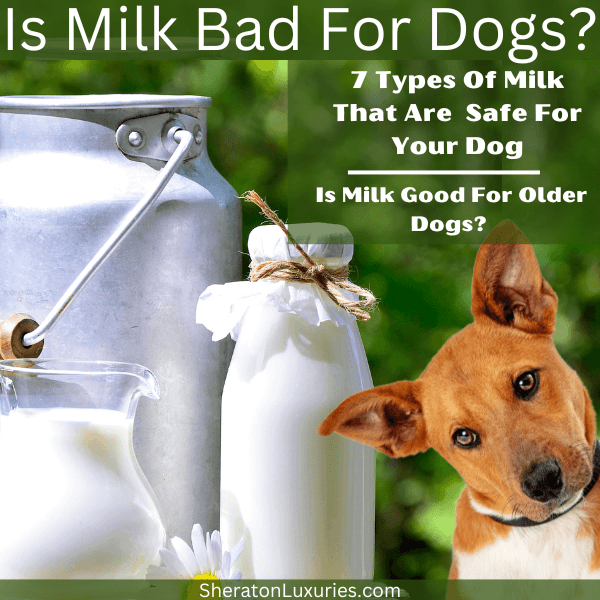 Is dairy products 2025 bad for dogs