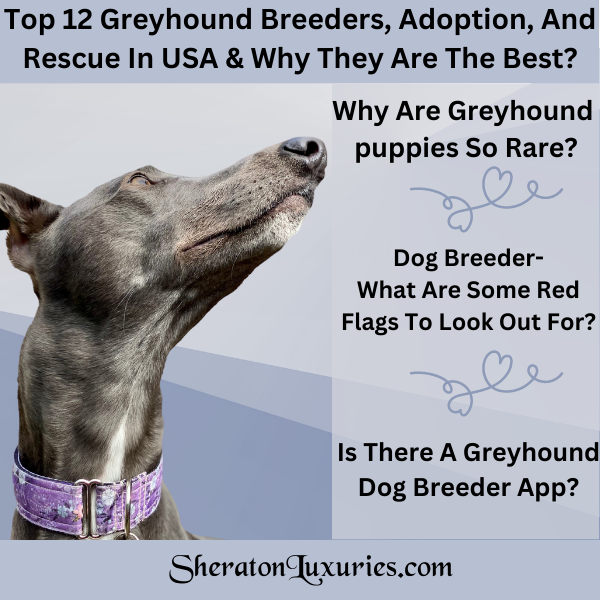 Greyhound breeders sale