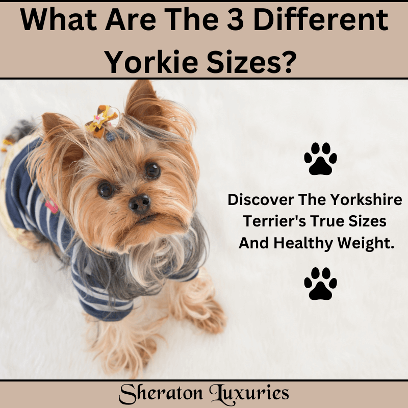 20 online pound yorkie