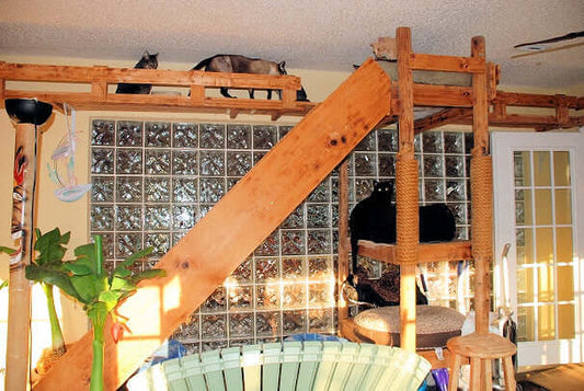 Playground for cats