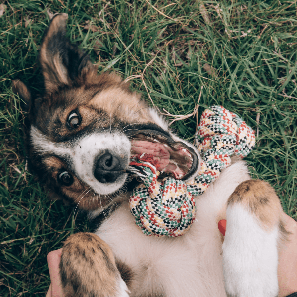 Brain toys for blind 2024 dogs