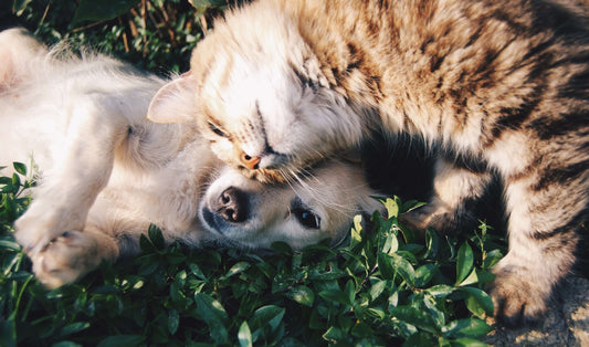 10 +Cute and Hilarious Cat Picture to Help Uplift Your Day