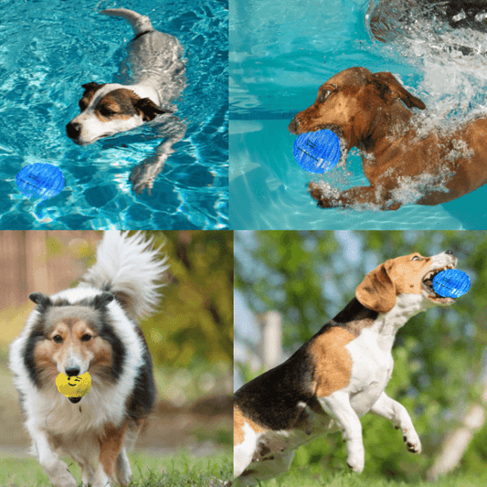 How To Exercise Your Dog The Fun Way-Top 8 Dog Ball Games