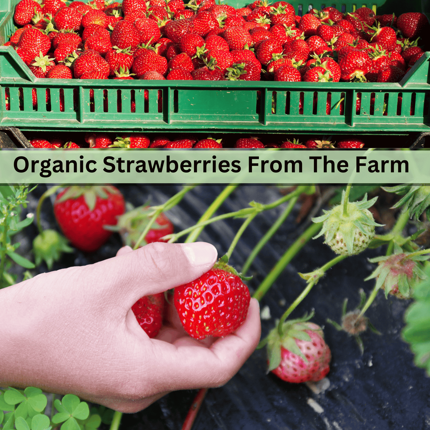Freeze-Dried Strawberries – Healthy Candy Alternative, No Sugar