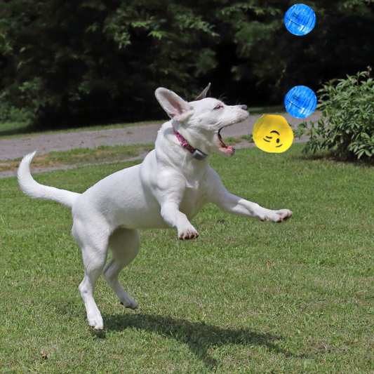 15 Fun Ball Games To Play With Your Dog+Dog Training Tips