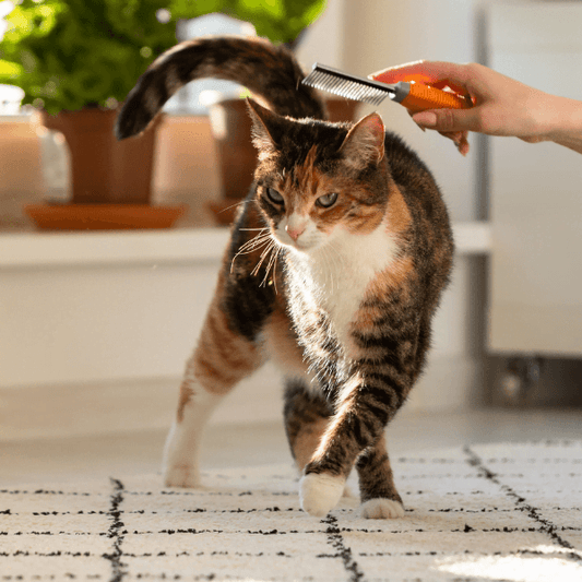 What Do Fleas Look Like On A Cat? 8 Easy Flea Remedies For Cats