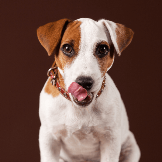 What To Put On A Lick Mat For Dogs? 8 Best Lick Smacking Recipes-4 Ingredients