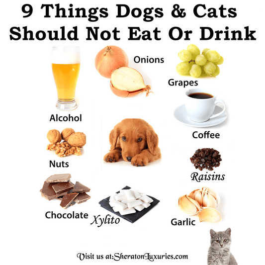 What 9 Human Foods & Drinks Cats Can't Eat?