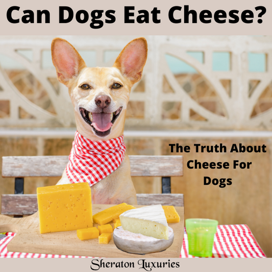 Can Dogs Have Cheese?
