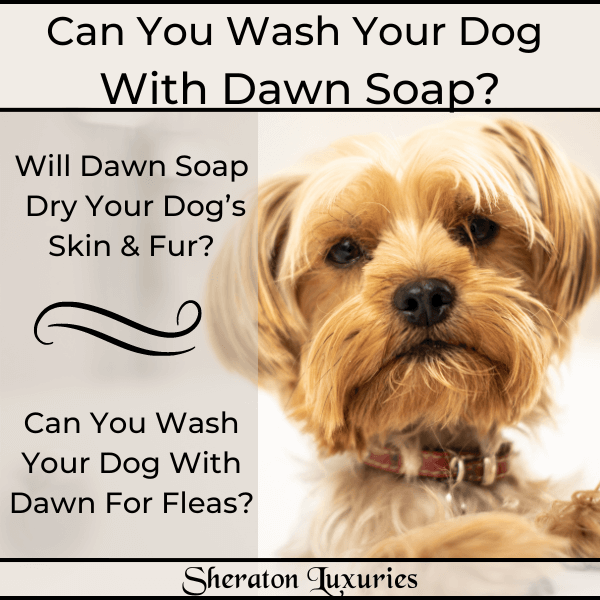 Dog clearance eats soap