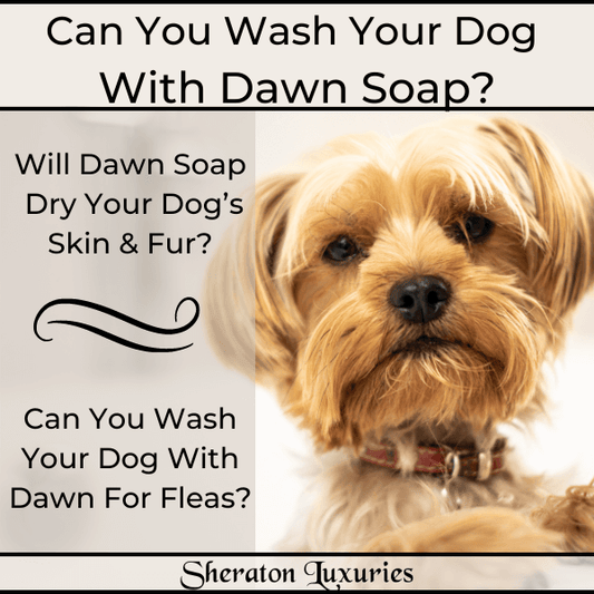 Can You Wash Your Dog With Dawn?
