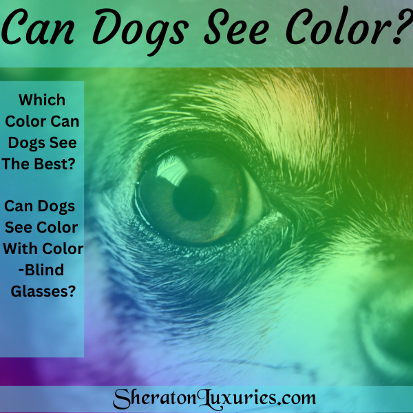 Dogs See Color Cartoon Can A Dog See Colors? Find Out How Dogs See The World. β Sheraton Luxuries