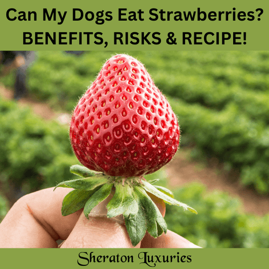 Can My Dogs Eat Strawberries? Benefits, Risk & Yummy Recipe