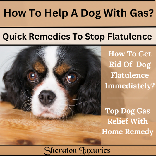 How To Help A Dog With Gas? Quick Remedies To Stop Flatulence