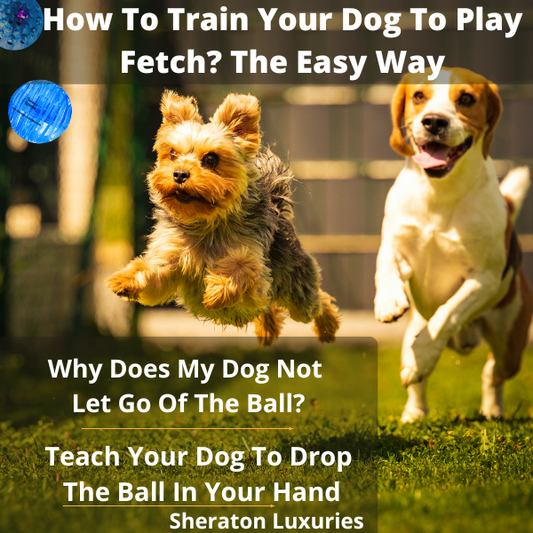 How To Train Your Dog To Play Fetch? The Easy Way