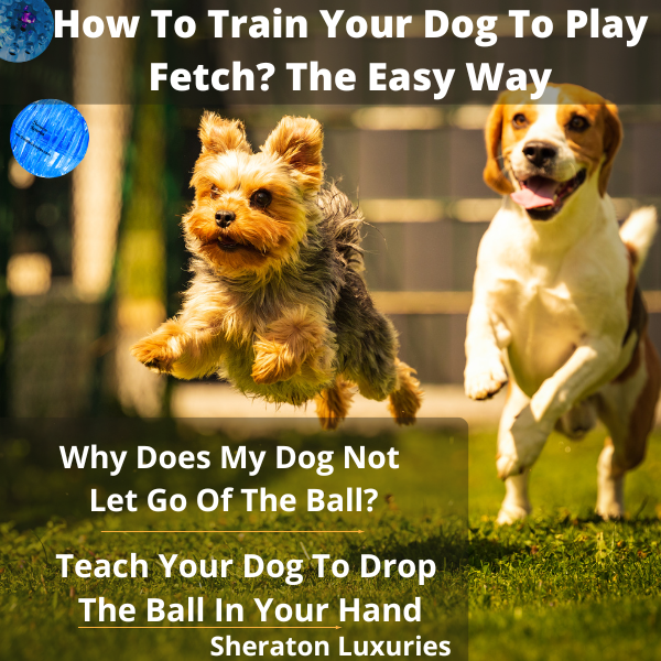 how do you teach a dog to play fetch