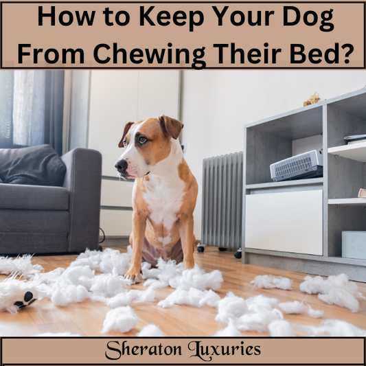 How to Keep Your Dog from Chewing Their Bed