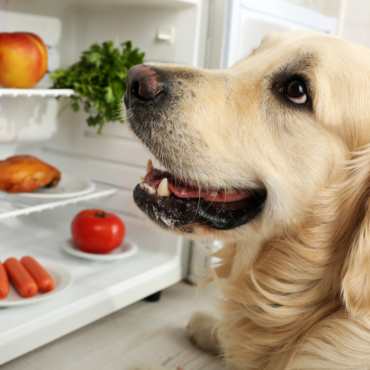 How To Make Homemade Dog Food With Chicken? Gut-Friendly Recipes