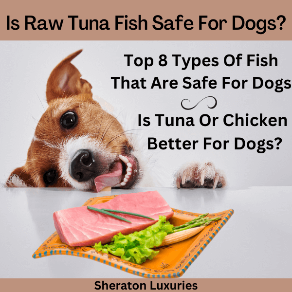 Can you give dogs raw shop fish