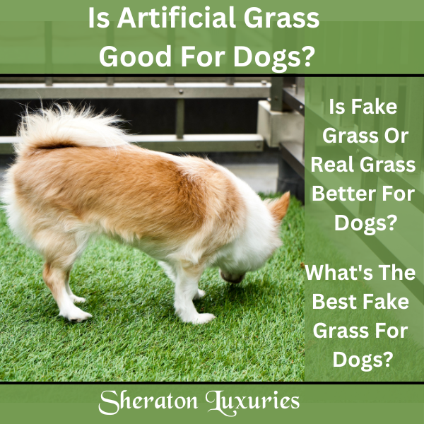 Why is grass deals good for dogs