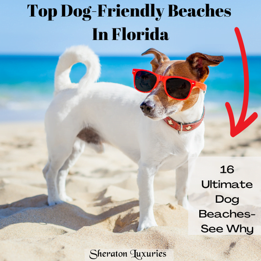 Top Dog-Friendly Beaches In Florida-Best Beach Getaways