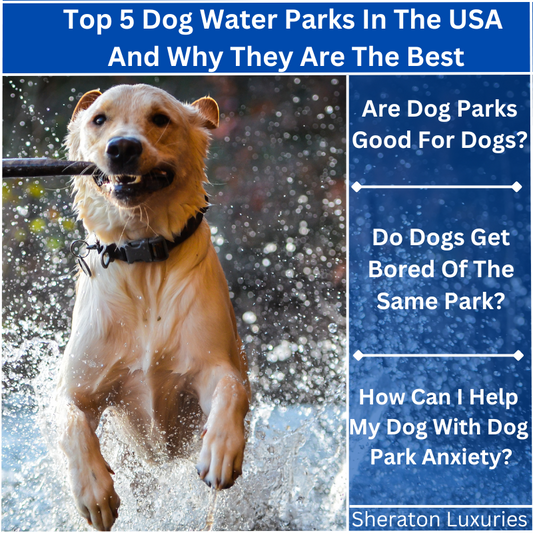 Top 5 Dog Water Parks In The USA And Why They Are The Best