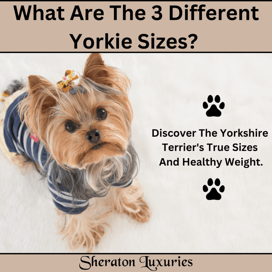 What Are The 3 Different Yorkie Sizes? Discover The Yorkshire Terrier True Sizes And  Healthy Weight