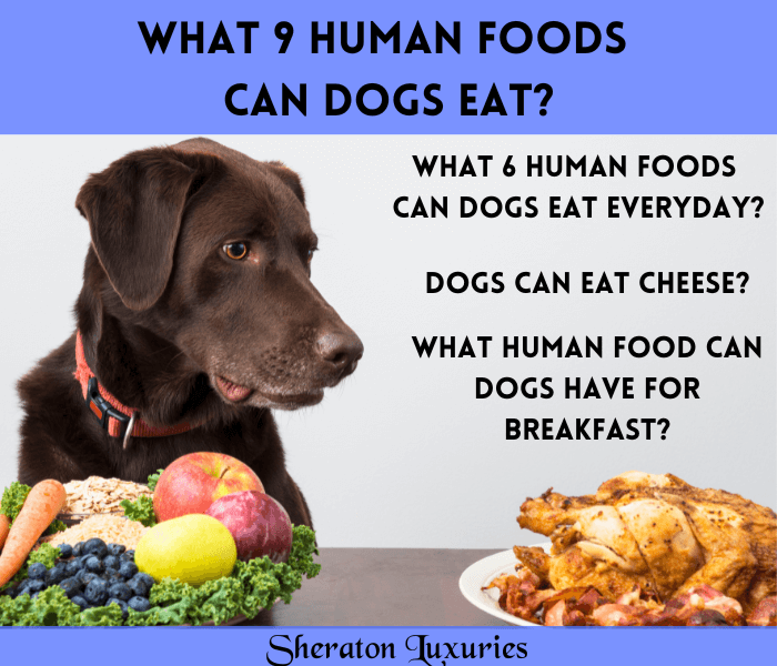 What can yorkies deals eat from human food