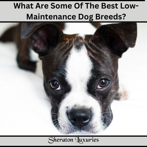What Are Some Of The Best Low-Maintenance Dog Breeds?