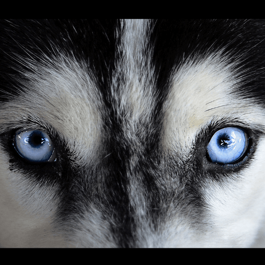 What Breed Of Dog Looks Most Like A Wolf? Meet 15 Canines (Plenty Of Photos)