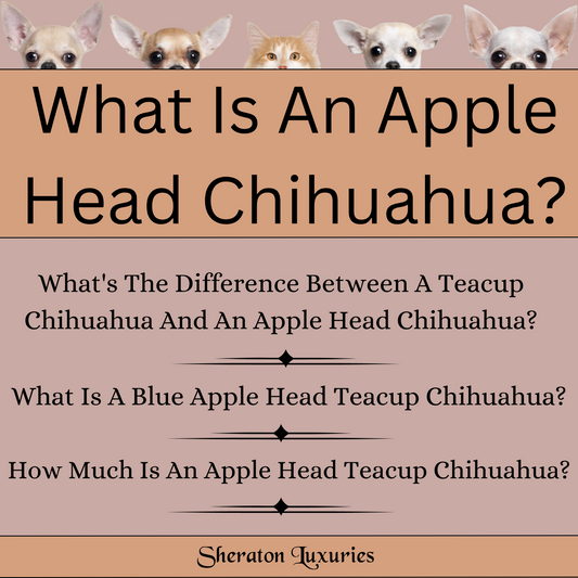 What Is An Apple Head Teacup Chihuahua?