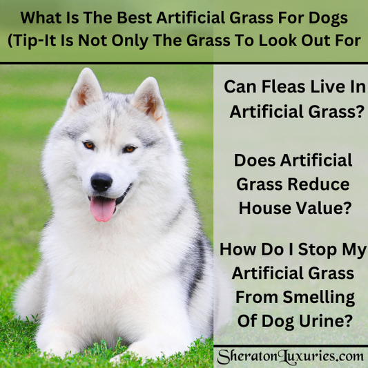 What Is The Best Artificial Grass For Dogs (Tip-It Is Not Only The Grass To Look Out For